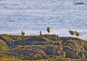 Numenius phaeopus